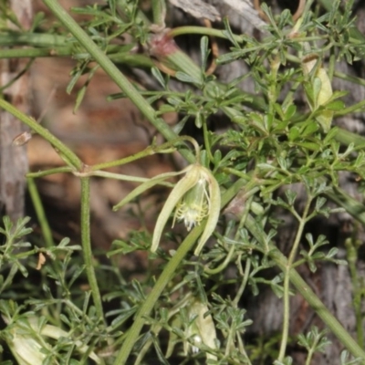 Clematis leptophylla (Small-leaf Clematis, Old Man's Beard) at Mulligans Flat - 14 Sep 2018 by PeteWoodall