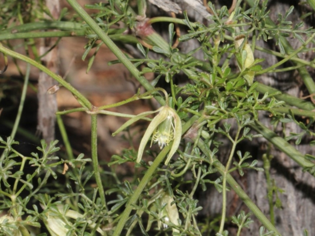 Clematis leptophylla at Forde, ACT - 14 Sep 2018
