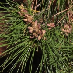 Pinus radiata (Monterey or Radiata Pine) at Mulligans Flat - 14 Sep 2018 by PeteWoodall