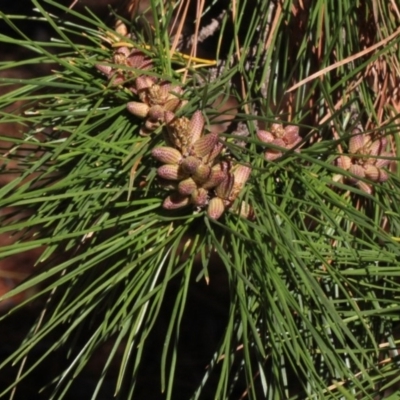 Pinus radiata (Monterey or Radiata Pine) at Mulligans Flat - 14 Sep 2018 by PeteWoodall