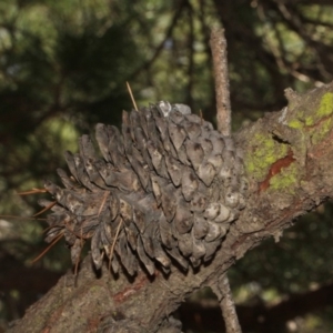 Pinus radiata at Forde, ACT - 14 Sep 2018 10:57 AM