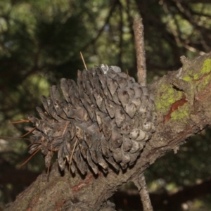 Pinus radiata at Forde, ACT - 14 Sep 2018