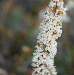 Lissanthe strigosa subsp. subulata (Peach Heath) at Gundaroo, NSW - 15 Oct 2018 by MPennay