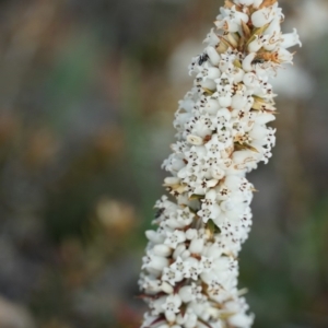 Lissanthe strigosa subsp. subulata at Gundaroo, NSW - 15 Oct 2018