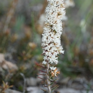 Lissanthe strigosa subsp. subulata at Gundaroo, NSW - 15 Oct 2018