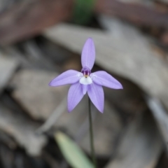 Glossodia major (Wax Lip Orchid) at Lake George, NSW - 15 Oct 2018 by MPennay