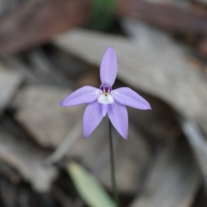 Glossodia major at Lake George, NSW - suppressed