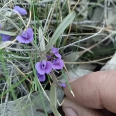 Hovea heterophylla (Common Hovea) at Lake George, NSW - 15 Sep 2018 by MPennay