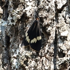 Nyctemera amicus (Senecio Moth, Magpie Moth, Cineraria Moth) at Coree, ACT - 11 Sep 2018 by PeteWoodall