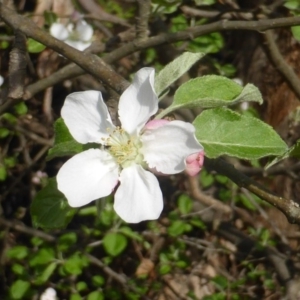 Malus sp. at Isaacs, ACT - 16 Oct 2018