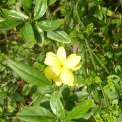 Jasminum mesnyi at Isaacs Ridge and Nearby - 16 Oct 2018 by Mike