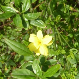 Jasminum mesnyi at Isaacs, ACT - 16 Oct 2018