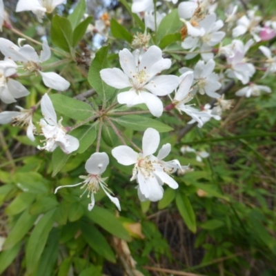 Malus sp. (Crab Apple) at Isaacs Ridge - 16 Oct 2018 by Mike