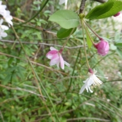 Malus sp. at Isaacs Ridge - 16 Oct 2018