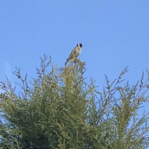 Carduelis carduelis at Symonston, ACT - 16 Oct 2018