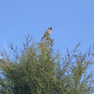 Carduelis carduelis (European Goldfinch) at Symonston, ACT - 16 Oct 2018 by AaronClausen