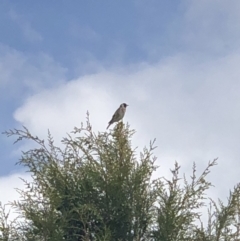 Carduelis carduelis at Symonston, ACT - 16 Oct 2018