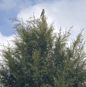 Carduelis carduelis at Symonston, ACT - 16 Oct 2018