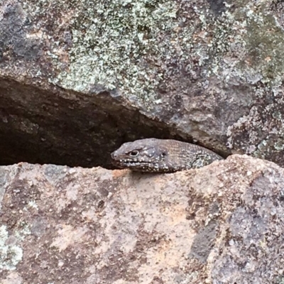 Egernia cunninghami (Cunningham's Skink) at Canberra, ACT - 16 Oct 2018 by George
