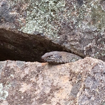 Egernia cunninghami (Cunningham's Skink) at Mount Taylor - 15 Oct 2018 by George