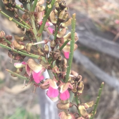 Indigofera adesmiifolia (Tick Indigo) at Pearce, ACT - 5 Oct 2018 by George