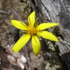 Microseris walteri (Yam Daisy, Murnong) at QPRC LGA - 13 Oct 2018 by JanetRussell