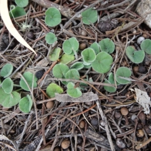 Dichondra repens at Bungendore, NSW - 14 Oct 2018 11:00 AM