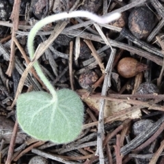 Dichondra repens at Bungendore, NSW - 14 Oct 2018 11:00 AM