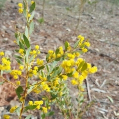 Acacia buxifolia subsp. buxifolia (Box-leaf Wattle) at Jerrabomberra, ACT - 16 Oct 2018 by Mike