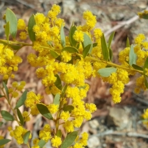 Acacia buxifolia subsp. buxifolia at Jerrabomberra, ACT - 16 Oct 2018