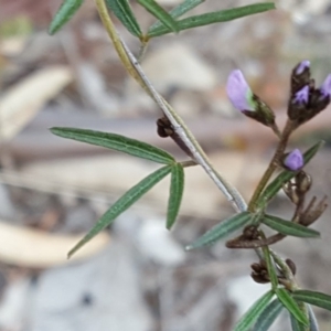 Glycine clandestina at Jerrabomberra, ACT - 16 Oct 2018