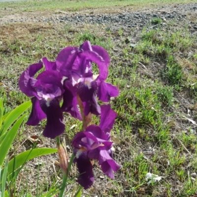 Iris germanica (Tall Bearded Iris) at Isaacs Ridge and Nearby - 16 Oct 2018 by Mike
