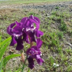 Iris germanica (Tall Bearded Iris) at Jerrabomberra, ACT - 16 Oct 2018 by Mike