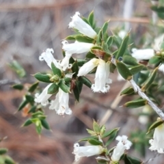 Styphelia fletcheri subsp. brevisepala (Twin Flower Beard-Heath) at Jerrabomberra, ACT - 16 Oct 2018 by Mike