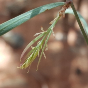 Acacia suaveolens at Jerrabomberra, ACT - 16 Oct 2018