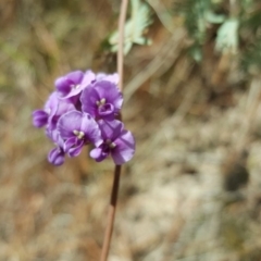 Hardenbergia violacea (False Sarsaparilla) at Isaacs, ACT - 16 Oct 2018 by Mike