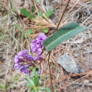 Hardenbergia violacea at Isaacs, ACT - 16 Oct 2018