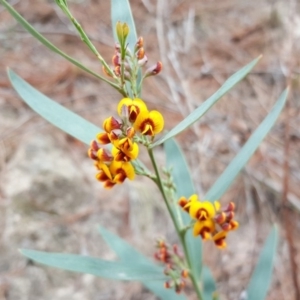 Daviesia mimosoides subsp. mimosoides at Isaacs, ACT - 16 Oct 2018 02:56 PM