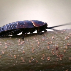 Ellipsidion australe at Ainslie, ACT - 16 Oct 2018