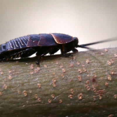 Ellipsidion australe (Austral Ellipsidion cockroach) at Ainslie, ACT - 16 Oct 2018 by jb2602