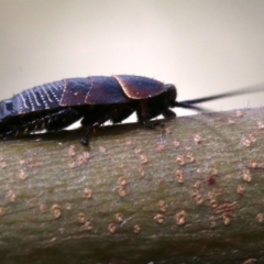 Ellipsidion australe (Austral Ellipsidion cockroach) at Ainslie, ACT - 16 Oct 2018 by jbromilow50