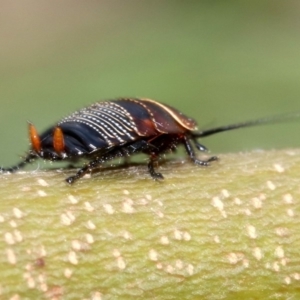 Ellipsidion australe at Ainslie, ACT - 16 Oct 2018