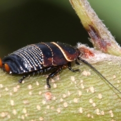 Ellipsidion australe at Ainslie, ACT - 16 Oct 2018