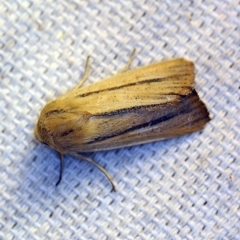 Leucania diatrecta (A Noctuid moth) at O'Connor, ACT - 14 Oct 2018 by ibaird