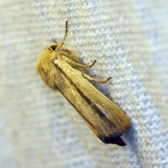 Leucania diatrecta at O'Connor, ACT - 14 Oct 2018