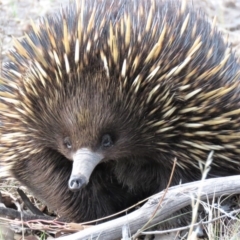 Tachyglossus aculeatus (Short-beaked Echidna) at Block 402 - 16 Oct 2018 by KumikoCallaway