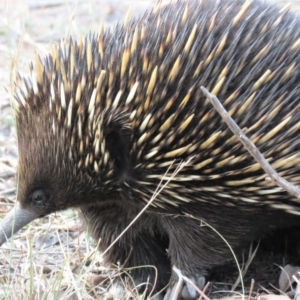 Tachyglossus aculeatus at Stromlo, ACT - 16 Oct 2018 06:01 PM