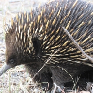 Tachyglossus aculeatus at Stromlo, ACT - 16 Oct 2018