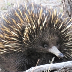 Tachyglossus aculeatus at Stromlo, ACT - 16 Oct 2018 06:01 PM