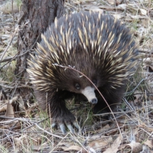 Tachyglossus aculeatus at Stromlo, ACT - 16 Oct 2018 06:01 PM